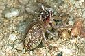Cytaea_xanthopus_F0772_Z_87_Palmerstone park_Australie